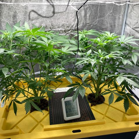 2 plant hydroponics “Amnesia Auto” from Seedsman growlog timeline photo
