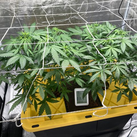 2 plant hydroponics “Amnesia Auto” from Seedsman growlog timeline photo