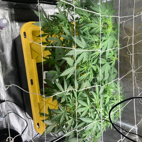 2 plant hydroponics “Amnesia Auto” from Seedsman growlog timeline photo