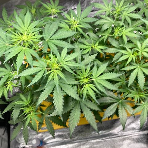 2 plant hydroponics “Amnesia Auto” from Seedsman growlog timeline photo