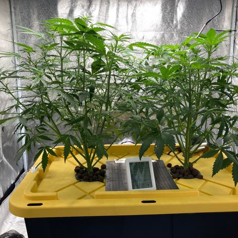 2 plant hydroponics “Amnesia Auto” from Seedsman growlog timeline photo