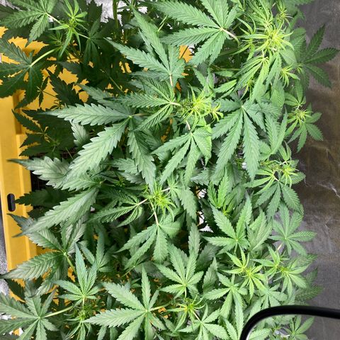 2 plant hydroponics “Amnesia Auto” from Seedsman growlog timeline photo