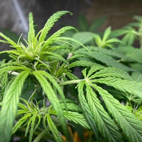 2 plant hydroponics “Amnesia Auto” from Seedsman growlog timeline photo