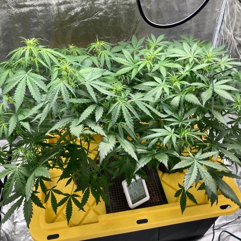 2 plant hydroponics “Amnesia Auto” from Seedsman growlog timeline photo