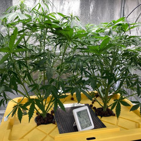 2 plant hydroponics “Amnesia Auto” from Seedsman growlog timeline photo