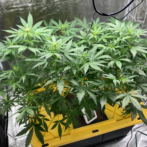 2 plant hydroponics “Amnesia Auto” from Seedsman growlog timeline photo