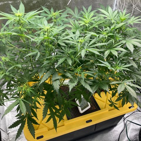 2 plant hydroponics “Amnesia Auto” from Seedsman growlog timeline photo