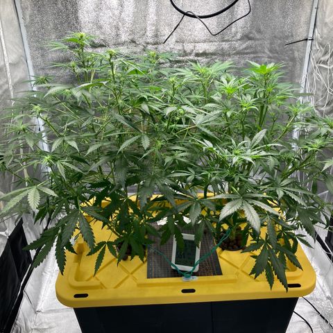 2 plant hydroponics “Amnesia Auto” from Seedsman growlog timeline photo