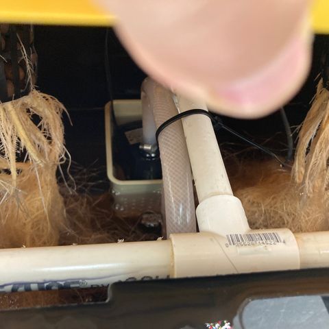2 plant hydroponics “Amnesia Auto” from Seedsman growlog timeline photo
