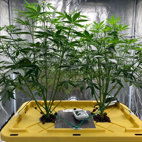 2 plant hydroponics “Amnesia Auto” from Seedsman growlog timeline photo