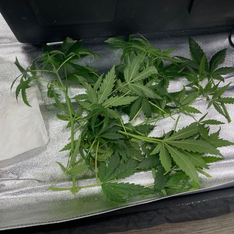 2 plant hydroponics “Amnesia Auto” from Seedsman growlog timeline photo