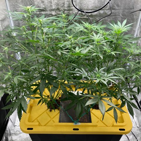 2 plant hydroponics “Amnesia Auto” from Seedsman growlog timeline photo