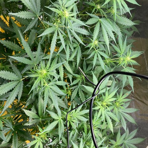 2 plant hydroponics “Amnesia Auto” from Seedsman growlog timeline photo