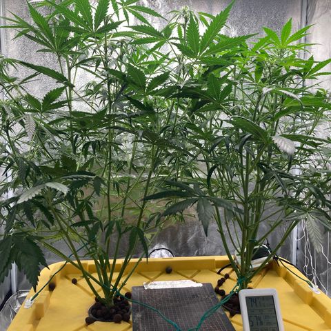 2 plant hydroponics “Amnesia Auto” from Seedsman growlog timeline photo