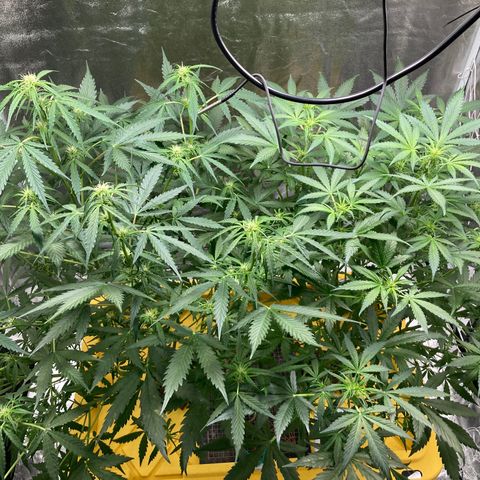 2 plant hydroponics “Amnesia Auto” from Seedsman growlog timeline photo
