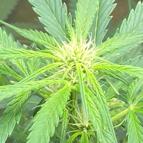 2 plant hydroponics “Amnesia Auto” from Seedsman growlog timeline photo