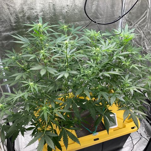 2 plant hydroponics “Amnesia Auto” from Seedsman growlog timeline photo