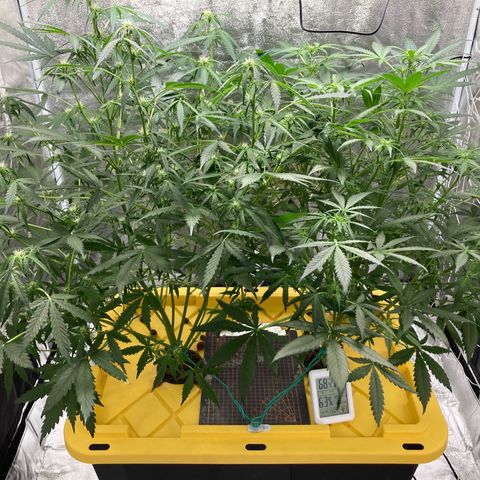 2 plant hydroponics “Amnesia Auto” from Seedsman growlog timeline photo