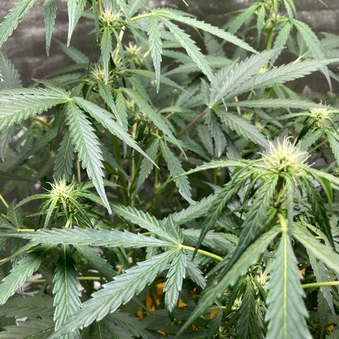 2 plant hydroponics “Amnesia Auto” from Seedsman growlog timeline photo