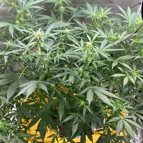 2 plant hydroponics “Amnesia Auto” from Seedsman growlog timeline photo