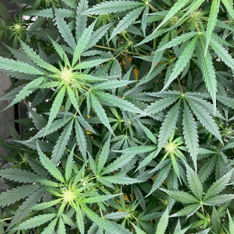 2 plant hydroponics “Amnesia Auto” from Seedsman growlog timeline photo