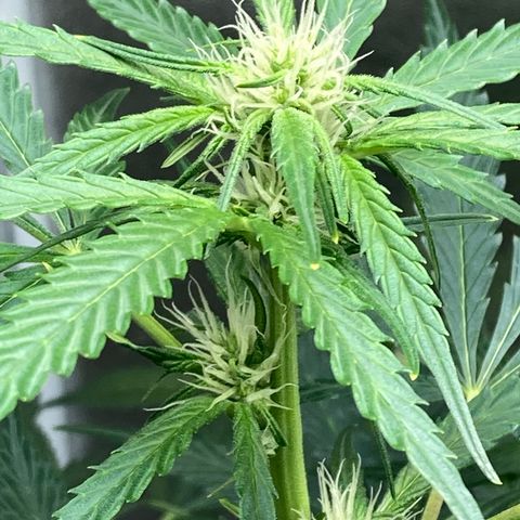 2 plant hydroponics “Amnesia Auto” from Seedsman growlog timeline photo
