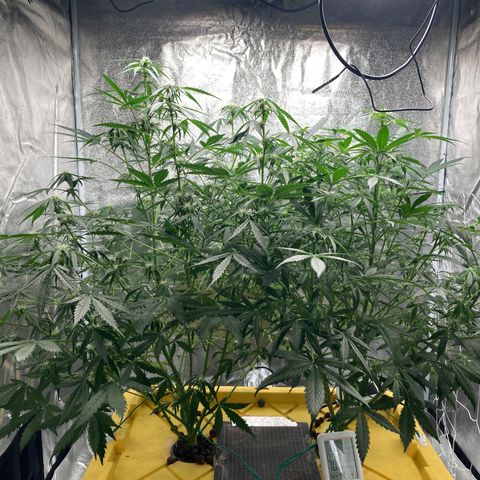2 plant hydroponics “Amnesia Auto” from Seedsman growlog timeline photo