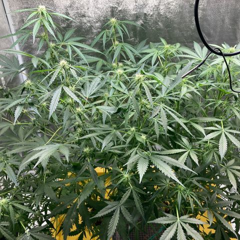 2 plant hydroponics “Amnesia Auto” from Seedsman growlog timeline photo