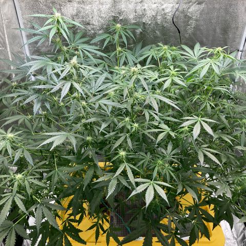 2 plant hydroponics “Amnesia Auto” from Seedsman growlog timeline photo
