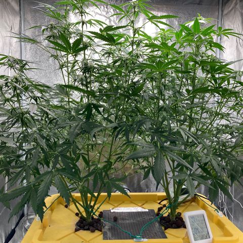 2 plant hydroponics “Amnesia Auto” from Seedsman growlog timeline photo