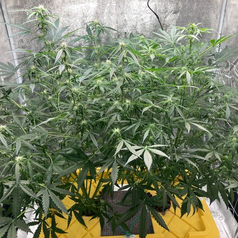 2 plant hydroponics “Amnesia Auto” from Seedsman growlog timeline photo
