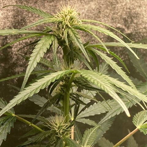 2 plant hydroponics “Amnesia Auto” from Seedsman growlog timeline photo