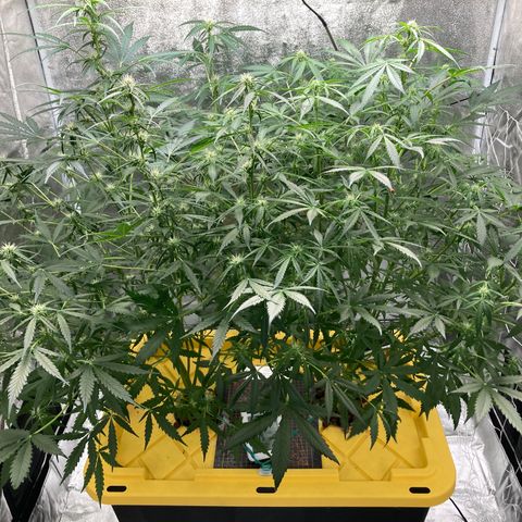 2 plant hydroponics “Amnesia Auto” from Seedsman growlog timeline photo