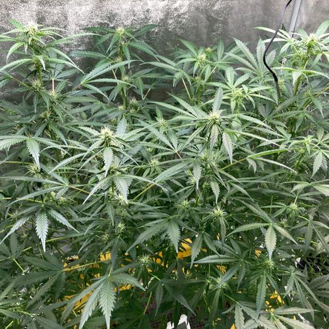 2 plant hydroponics “Amnesia Auto” from Seedsman growlog timeline photo