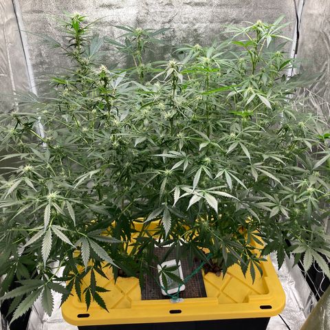 2 plant hydroponics “Amnesia Auto” from Seedsman growlog timeline photo