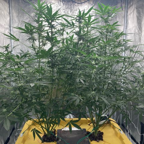 2 plant hydroponics “Amnesia Auto” from Seedsman growlog timeline photo