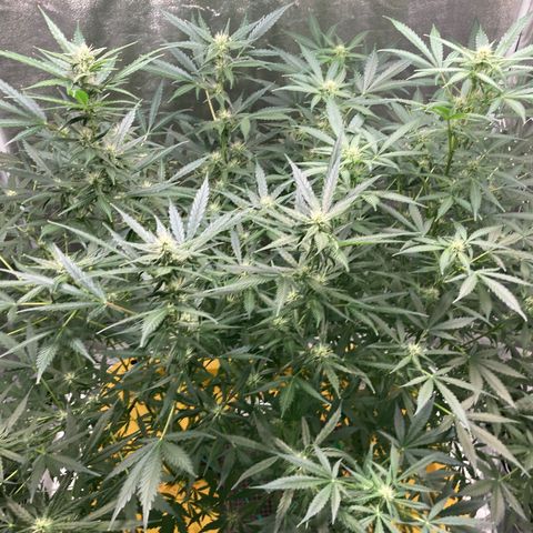 2 plant hydroponics “Amnesia Auto” from Seedsman growlog timeline photo