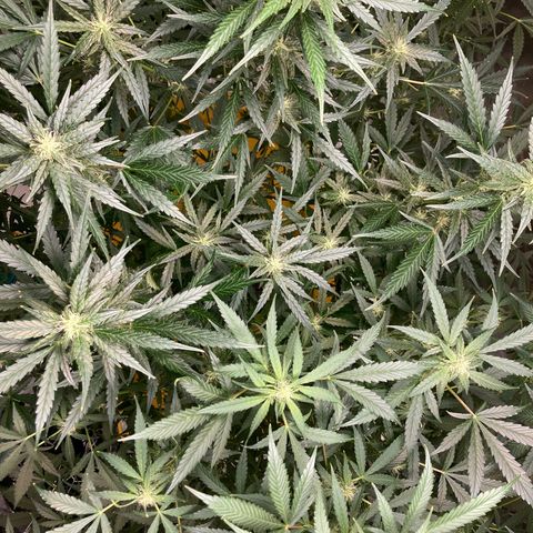 2 plant hydroponics “Amnesia Auto” from Seedsman growlog timeline photo