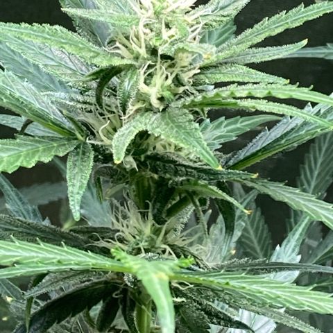 2 plant hydroponics “Amnesia Auto” from Seedsman growlog timeline photo