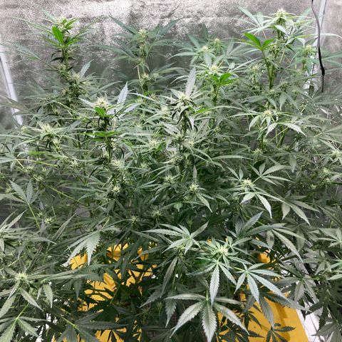 2 plant hydroponics “Amnesia Auto” from Seedsman growlog timeline photo