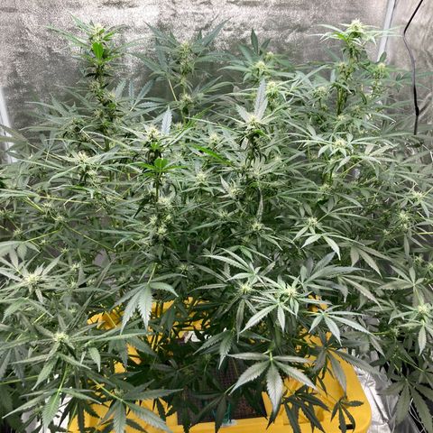 2 plant hydroponics “Amnesia Auto” from Seedsman growlog timeline photo