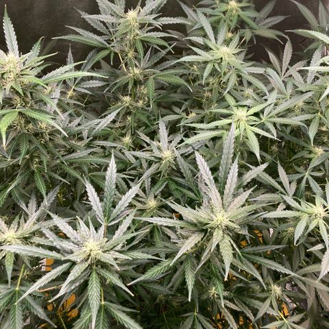 2 plant hydroponics “Amnesia Auto” from Seedsman growlog timeline photo