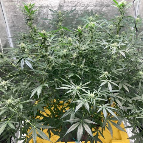 2 plant hydroponics “Amnesia Auto” from Seedsman growlog timeline photo