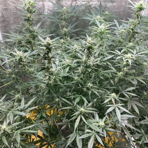 2 plant hydroponics “Amnesia Auto” from Seedsman growlog timeline photo