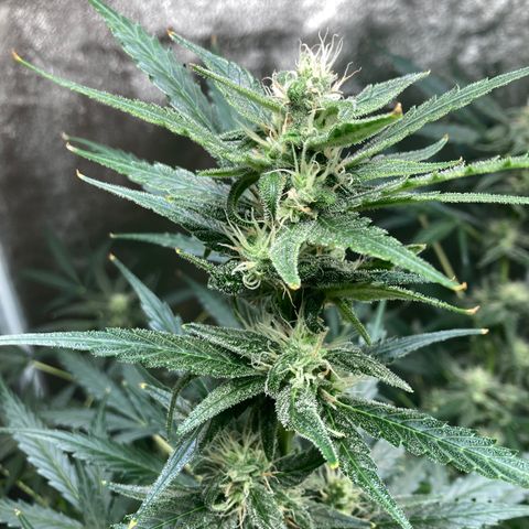 2 plant hydroponics “Amnesia Auto” from Seedsman growlog timeline photo