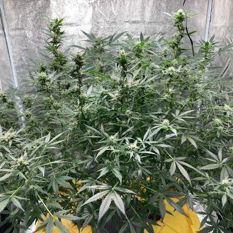 2 plant hydroponics “Amnesia Auto” from Seedsman growlog timeline photo