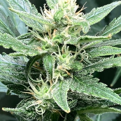 2 plant hydroponics “Amnesia Auto” from Seedsman growlog timeline photo