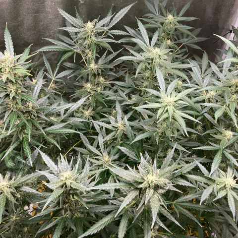 2 plant hydroponics “Amnesia Auto” from Seedsman growlog timeline photo