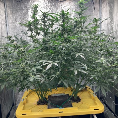 2 plant hydroponics “Amnesia Auto” from Seedsman growlog timeline photo