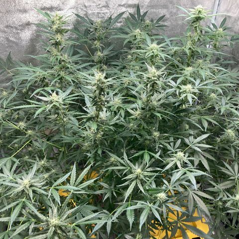 2 plant hydroponics “Amnesia Auto” from Seedsman growlog timeline photo